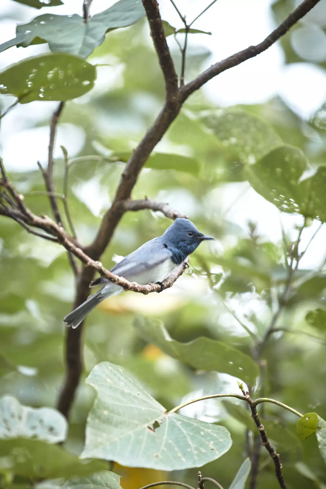A male leaden flycatcher. Ewen Bell / Lonely Planet
