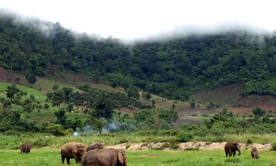 Asian elephants graze on grassland below misty forested hills, an elephant sanctuary landscape in Mondulkiri, Cambodia