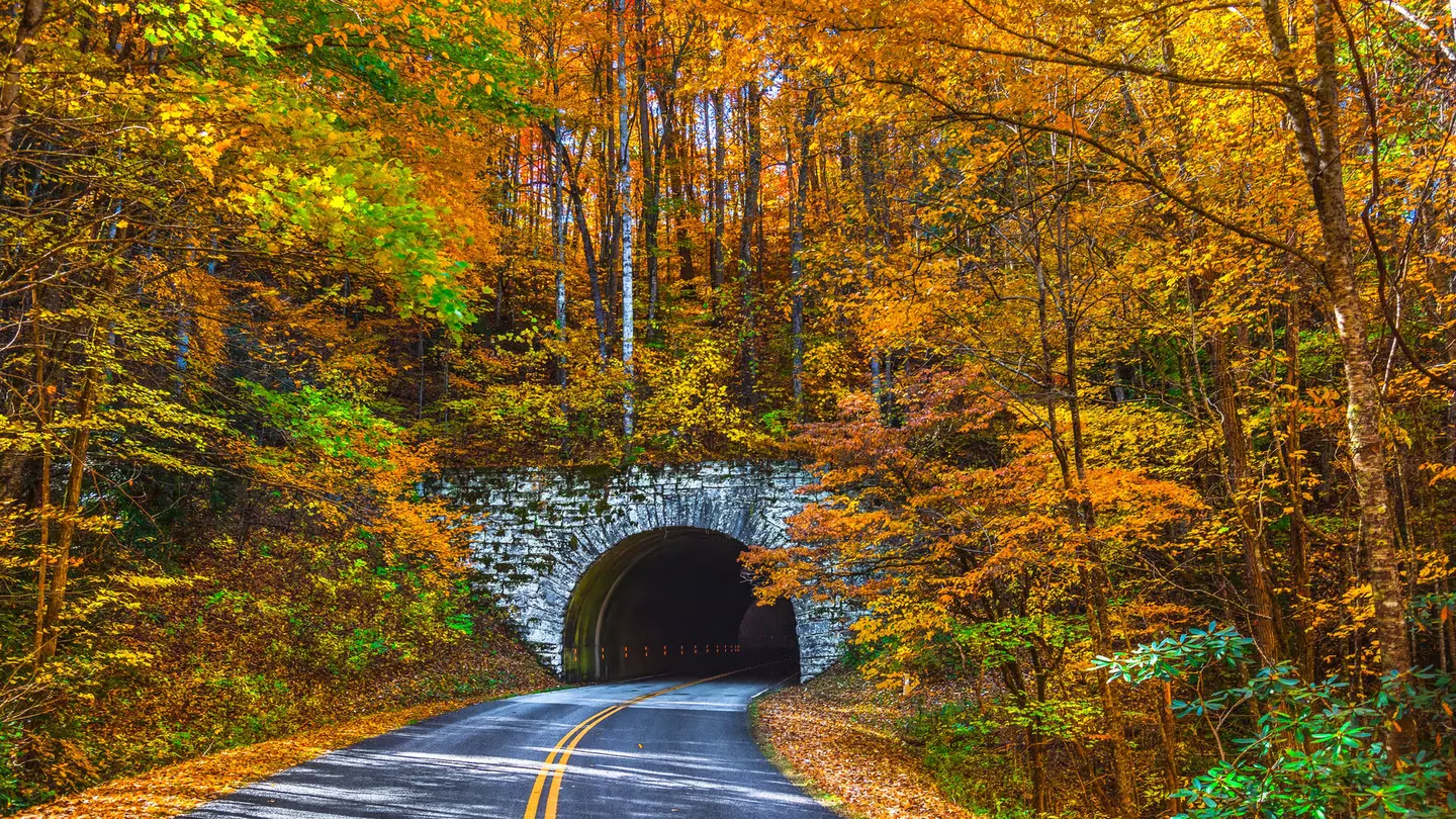An empty road leading into a tunnel during fall, where the foliage is gold, yellow and orange