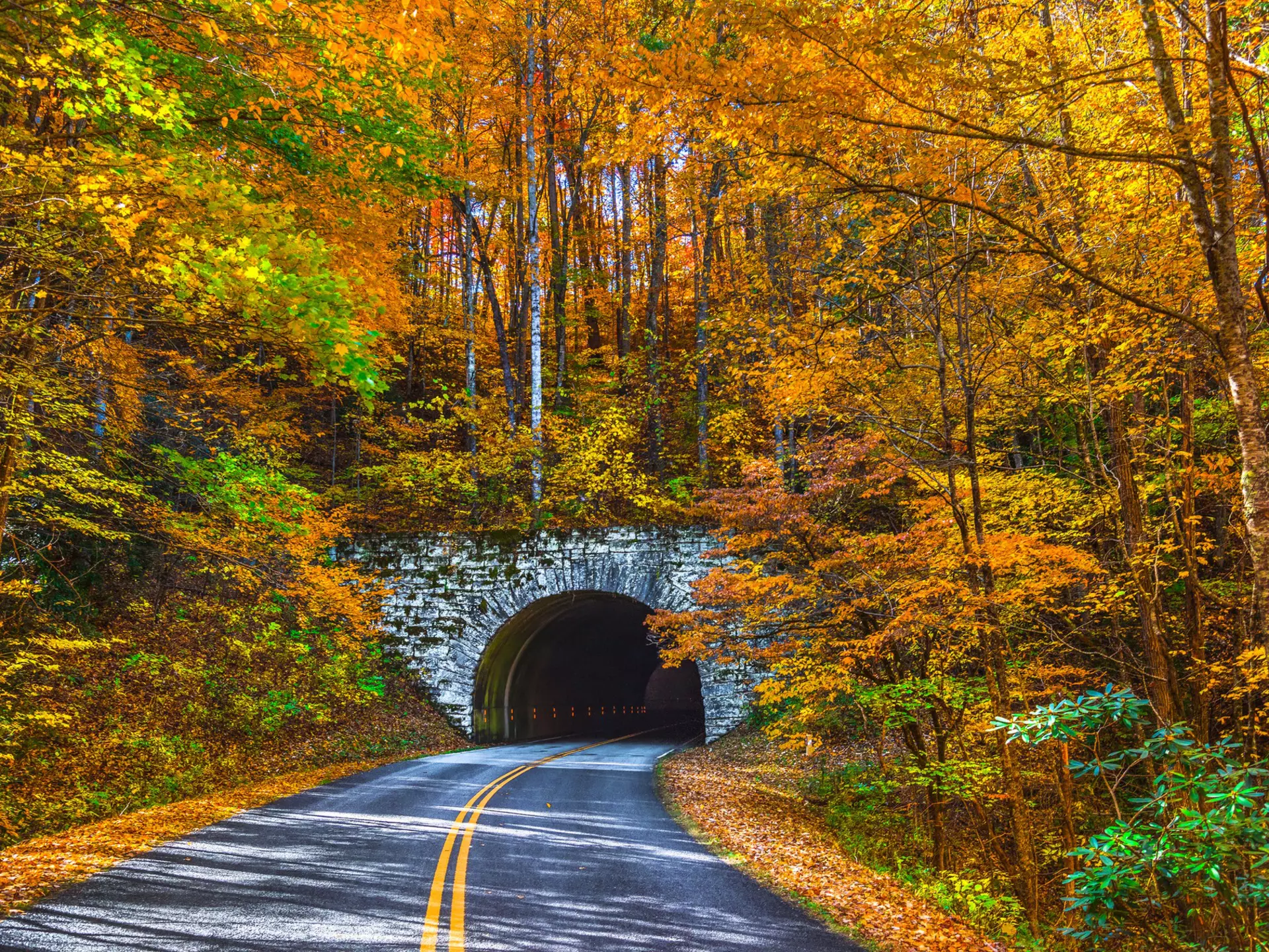 An empty road leading into a tunnel during fall, where the foliage is gold, yellow and orange