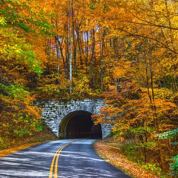 An empty road leading into a tunnel during fall, where the foliage is gold, yellow and orange