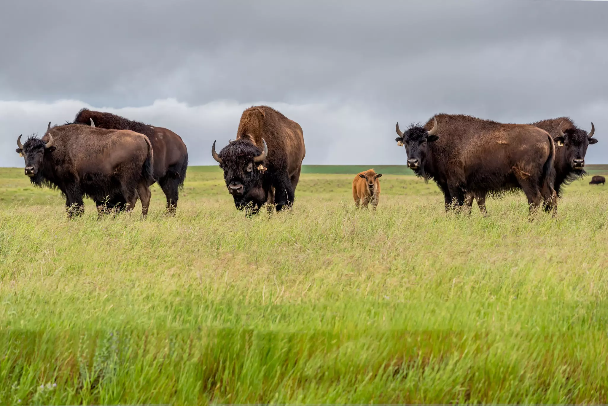 Bison in a field, Yellowstone National Park