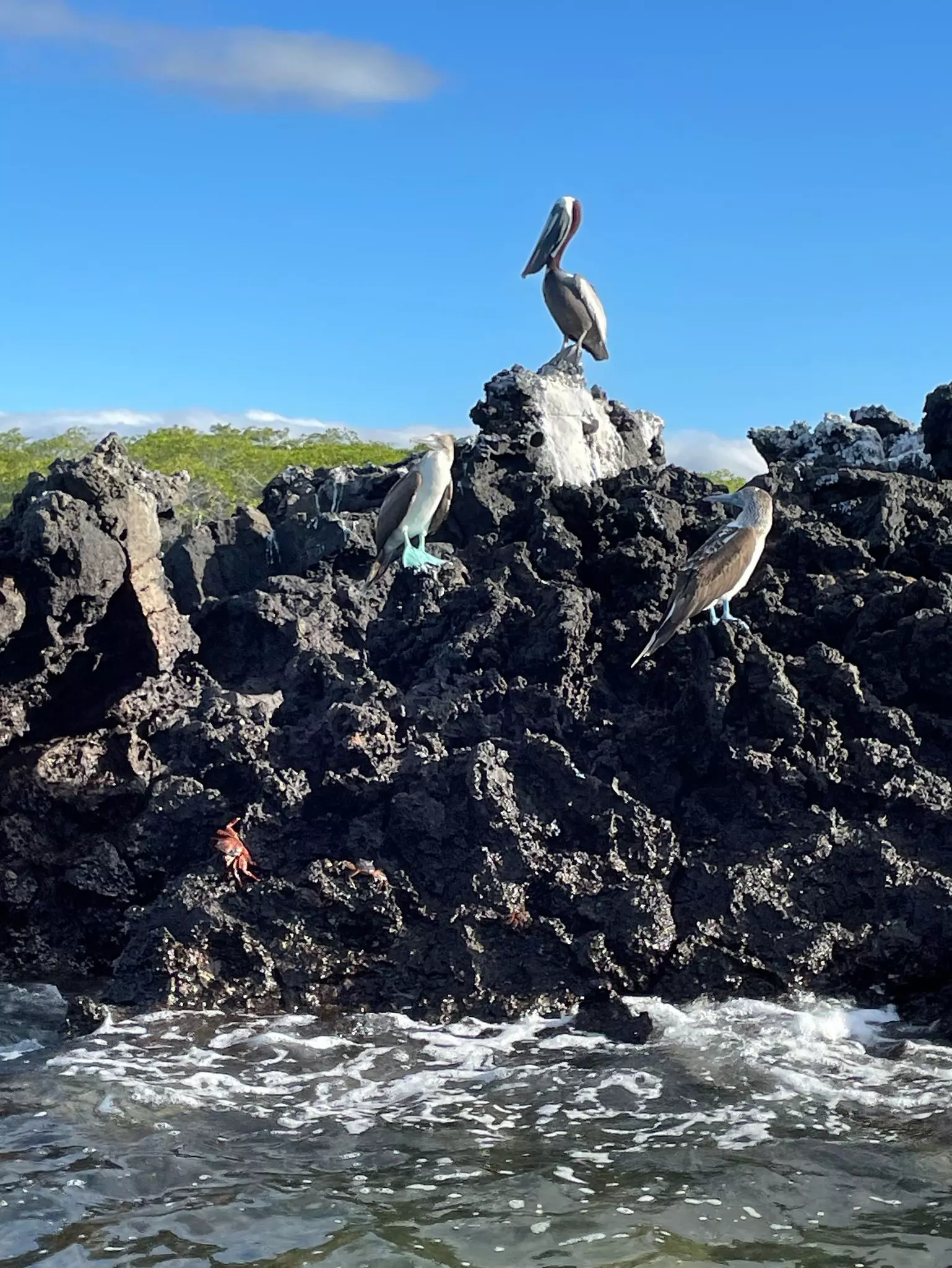 Birds on Black Turtle Cove