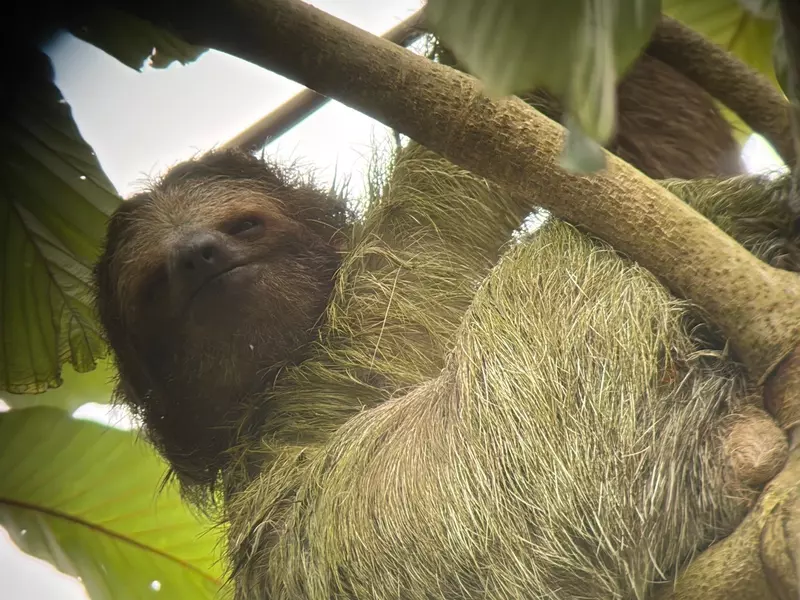 A slot hangs in a tree in a town outside of La Fortuna, Costa Rica.