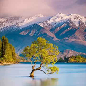 A single willow tree growing out of calm lake water, with snow-covered mountains and pink-tinged clouds behind.