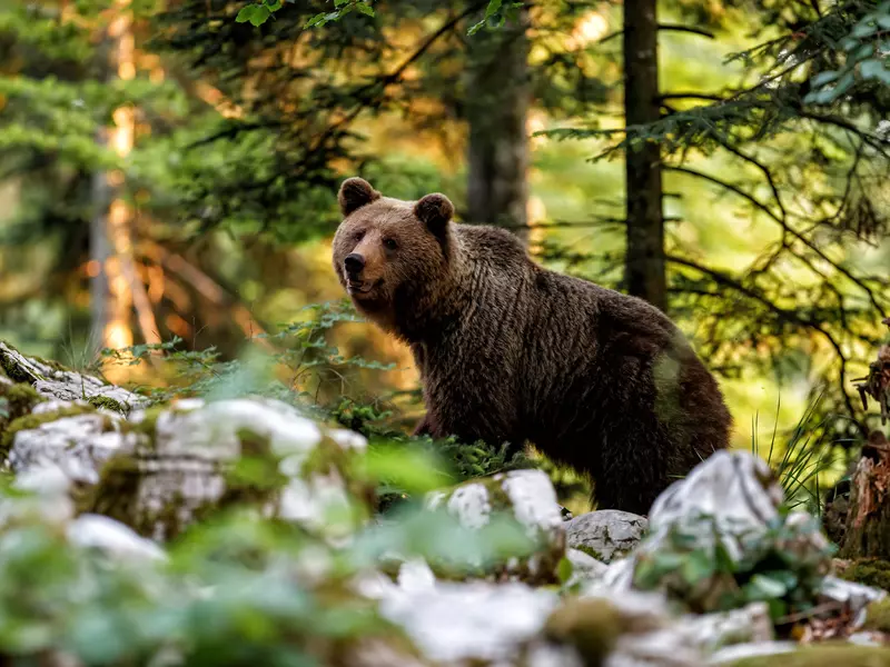 A brown bear looking toward the viewer in an evergreen forest.