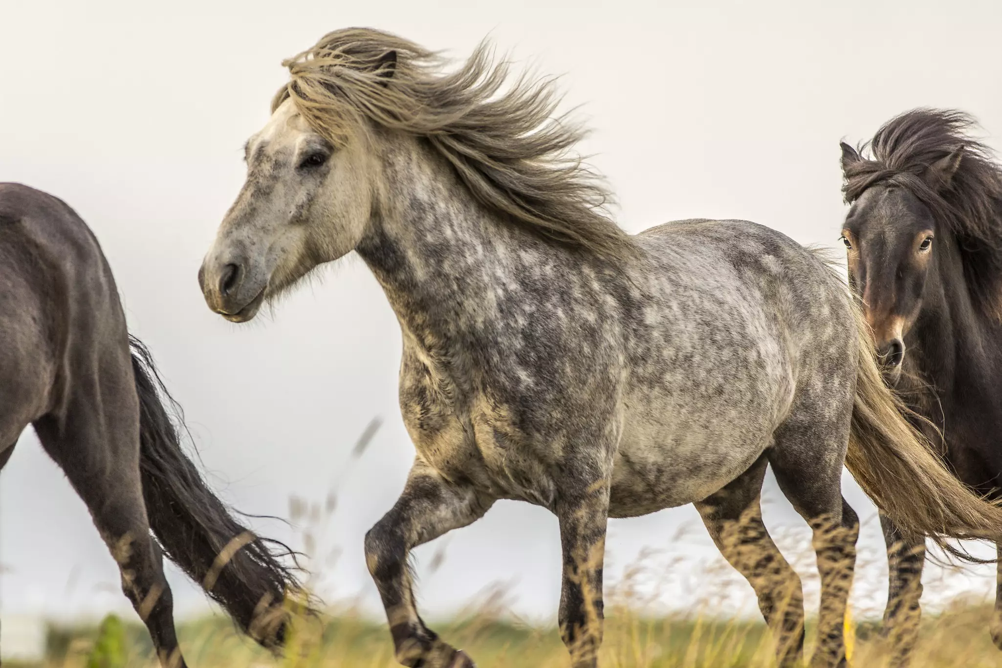 Iceland's horses have developed their distinctive traits over some 1,100 years. Gary Latham / Lonely Planet