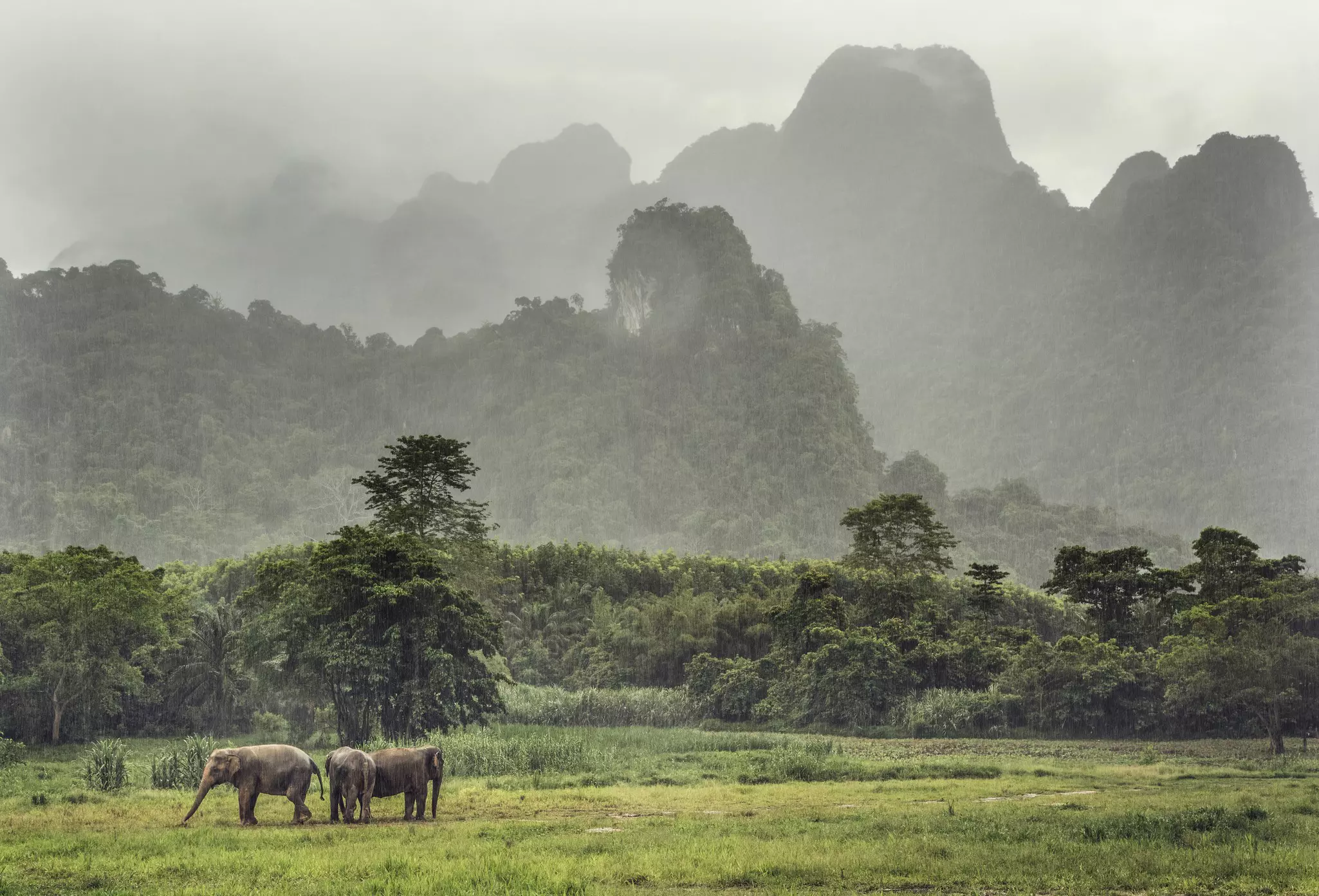 Three elephants in front of a set of mountains.