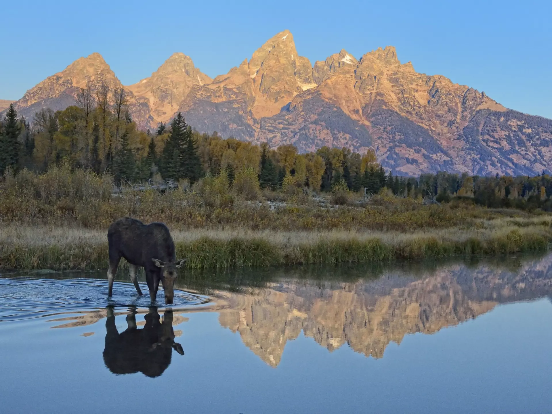 A moose drinking from a waterway as the sun reflects of mountains in the distance