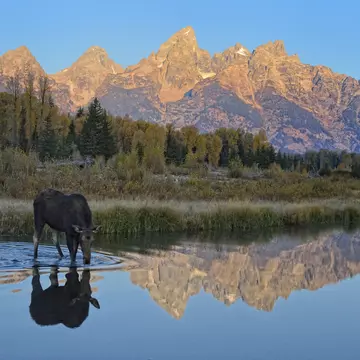 A moose drinking from a waterway as the sun reflects of mountains in the distance
