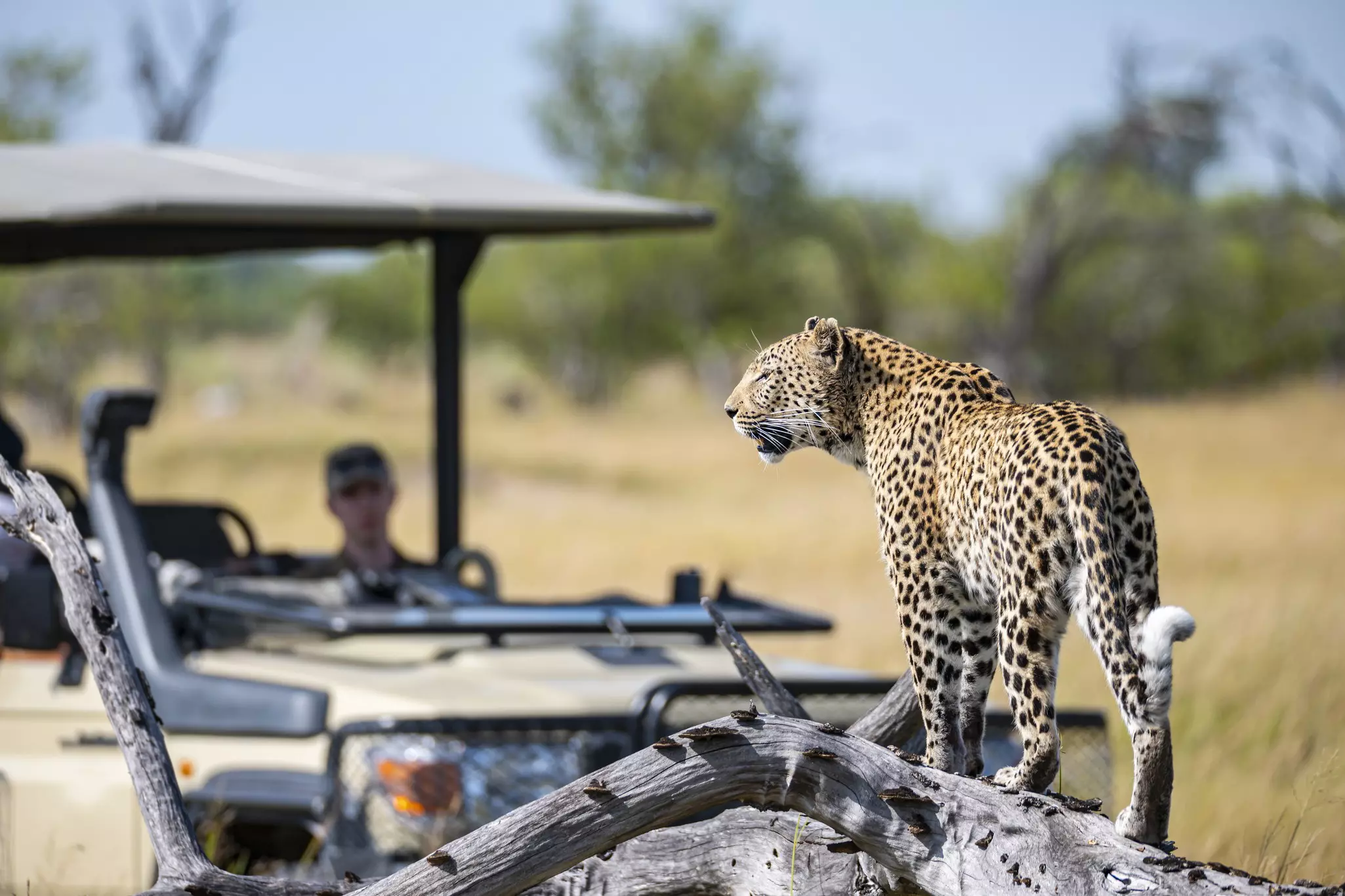 Spot wildlife on safari in Moremi Wildlife Reserve in Botswana's Okavango Delta © guenterguni / Getty Images