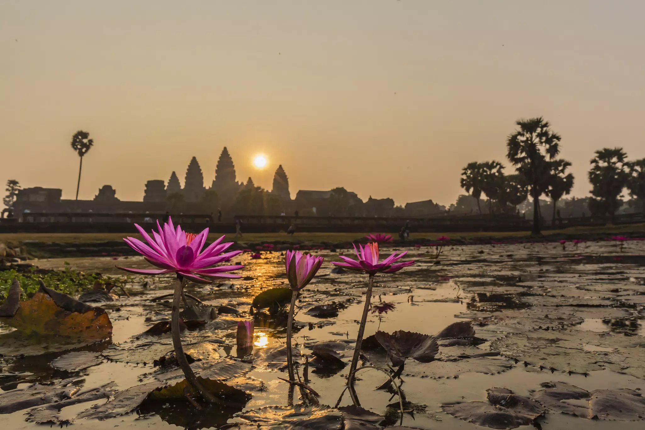 Sunrise over the west entrance to Angkor Wat, with flowering lilies and lily pads in the foreground.
