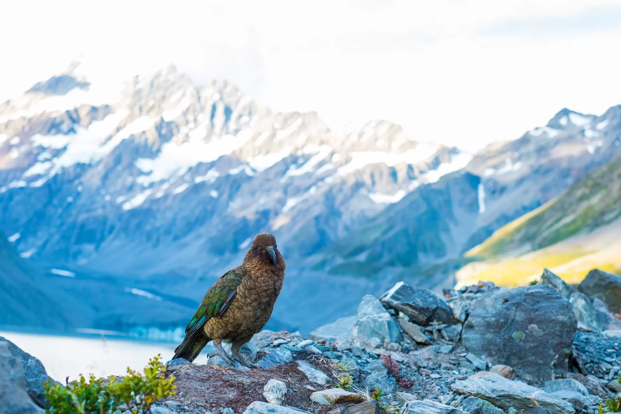 A colorful parrot sitting on a rocky path with mountains in the background.