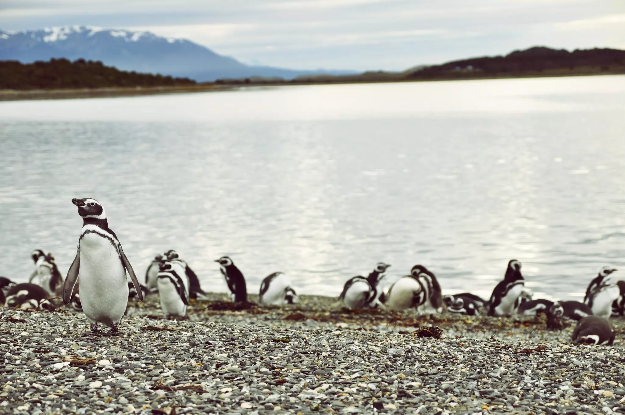 Penguins on a beach in Patagonia, Argentina