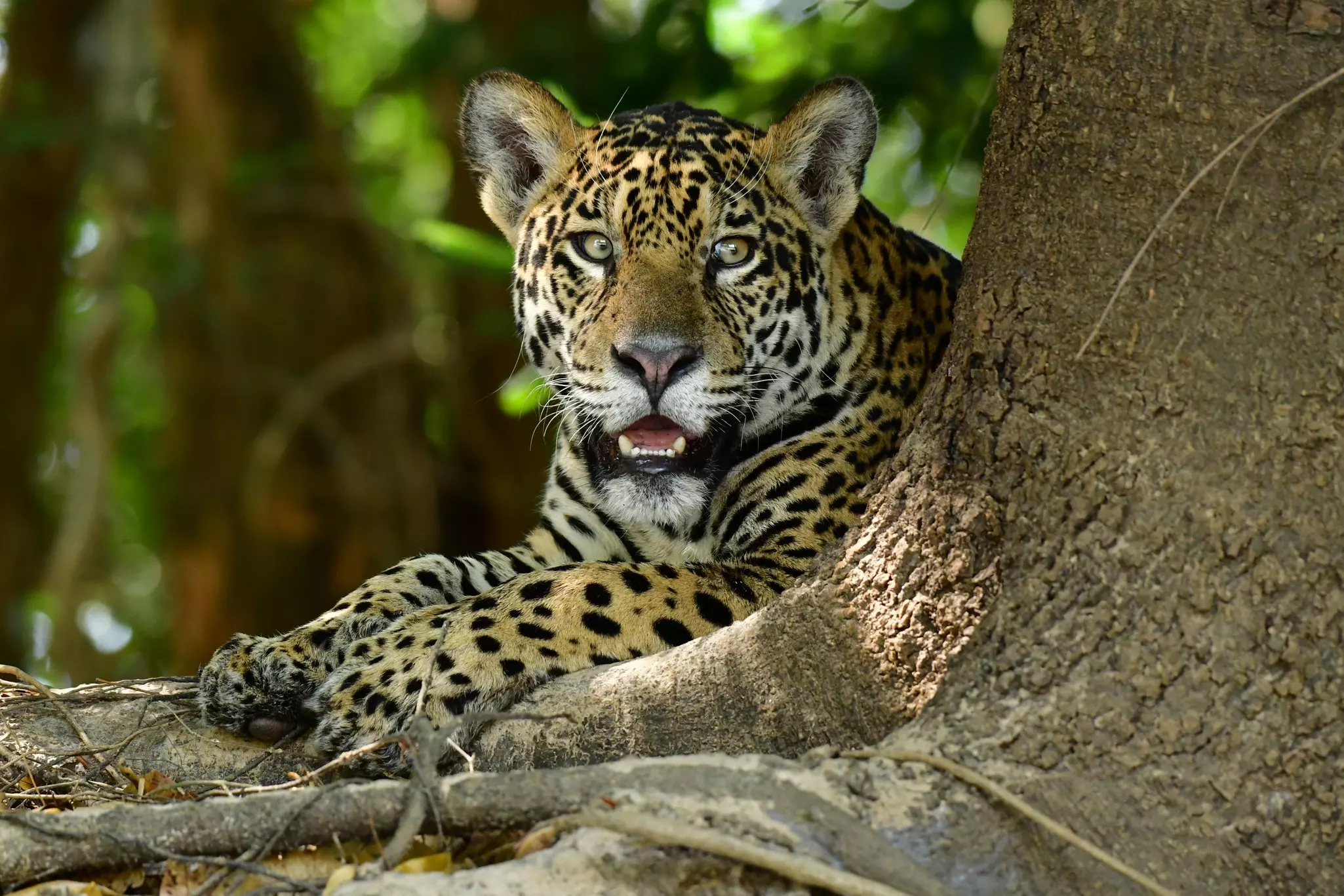 A jaguar -- a large spotted cat -- in the jungle