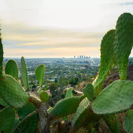 Beautiful View of downtown Santa Monica from Runyon Canyon Park during sunset time framed by a large cactus
