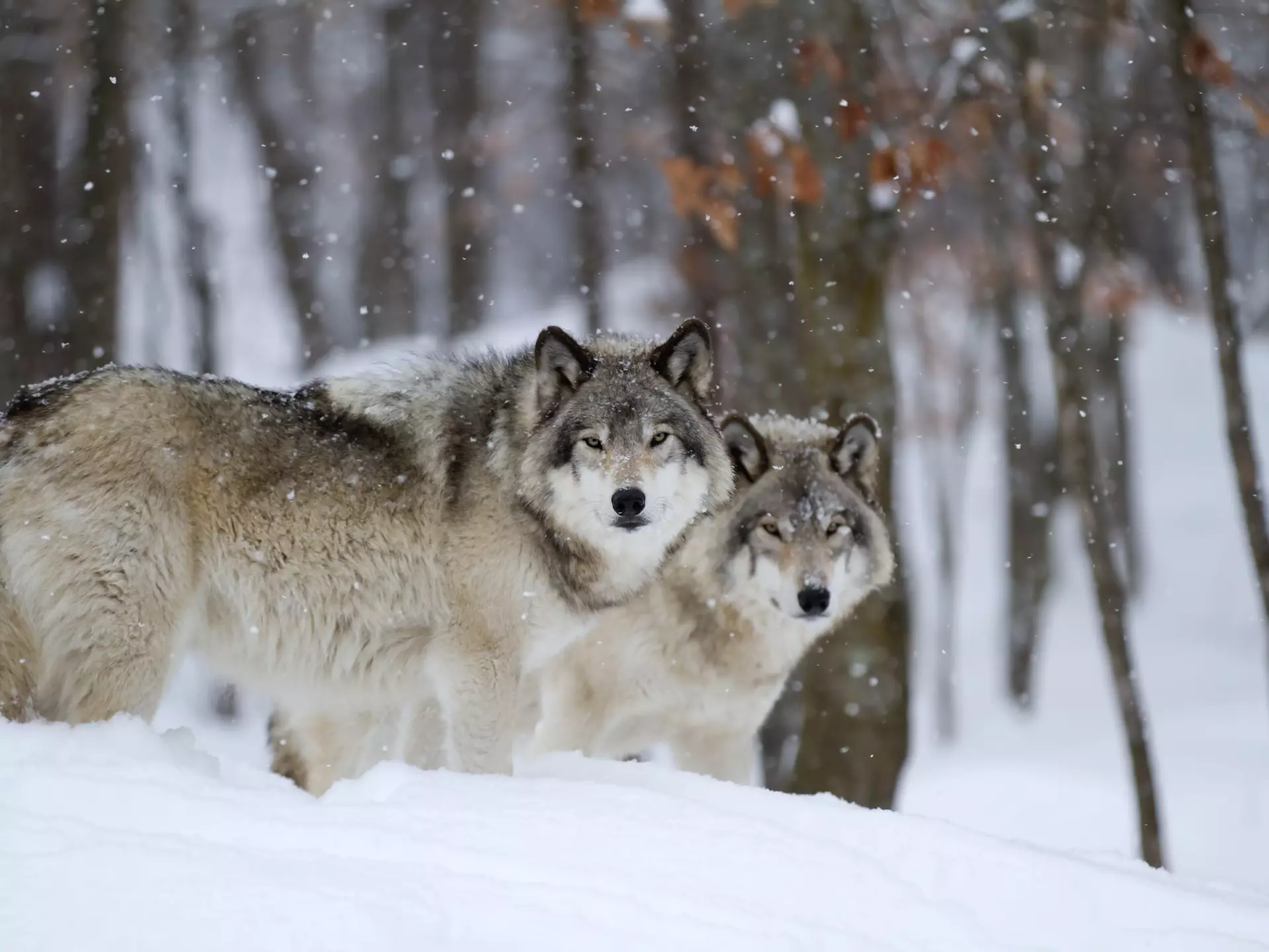 Two Timber wolves or grey wolves Canis lupus in a forest standing beside each other looking at camera in the winter snow in Canada as the snow falls, License Type: media, Download Time: 2025-11-27T16:55:53.000Z, User: Eointloughney87, Editorial: false, purchase_order: 56530 - Guidebooks, job: Global Publishing-WIP, client: BCO11, other: Eoin T Loughney