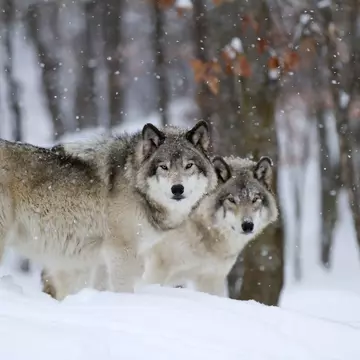 Two Timber wolves or grey wolves Canis lupus in a forest standing beside each other looking at camera in the winter snow in Canada as the snow falls, License Type: media, Download Time: 2025-11-27T16:55:53.000Z, User: Eointloughney87, Editorial: false, purchase_order: 56530 - Guidebooks, job: Global Publishing-WIP, client: BCO11, other: Eoin T Loughney