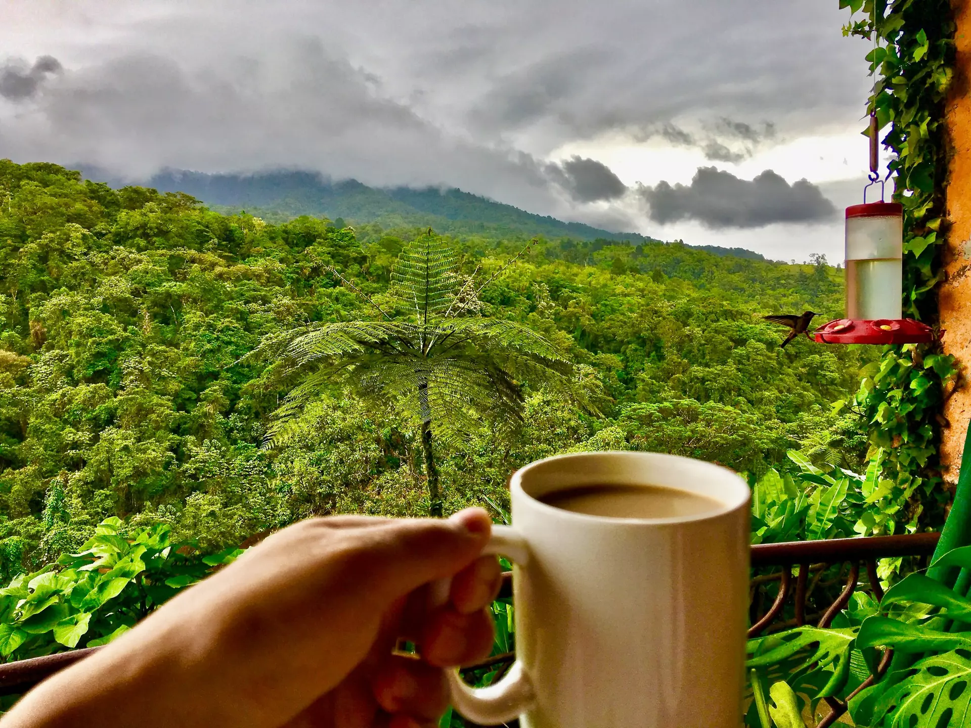 Costa Rican coffee. JoeYinJie/Shutterstock