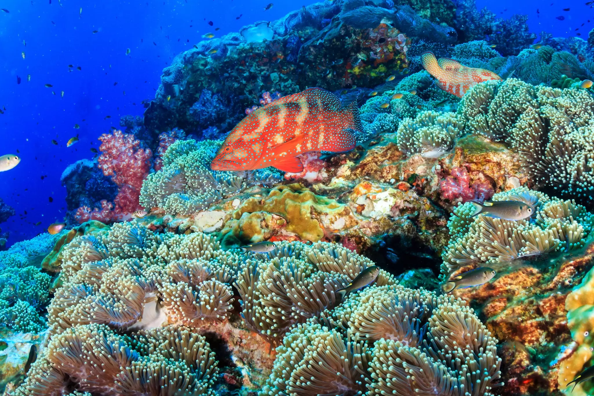 A vibrant coral reef teeming with fish