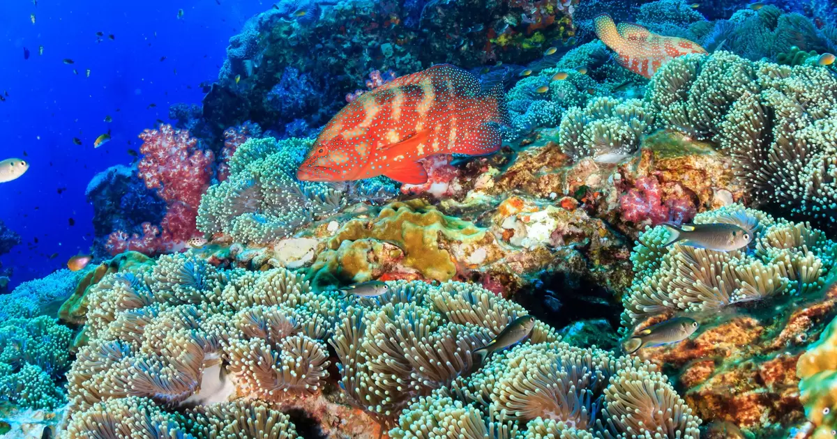 How to be a reef-safe traveler - Lonely Planet