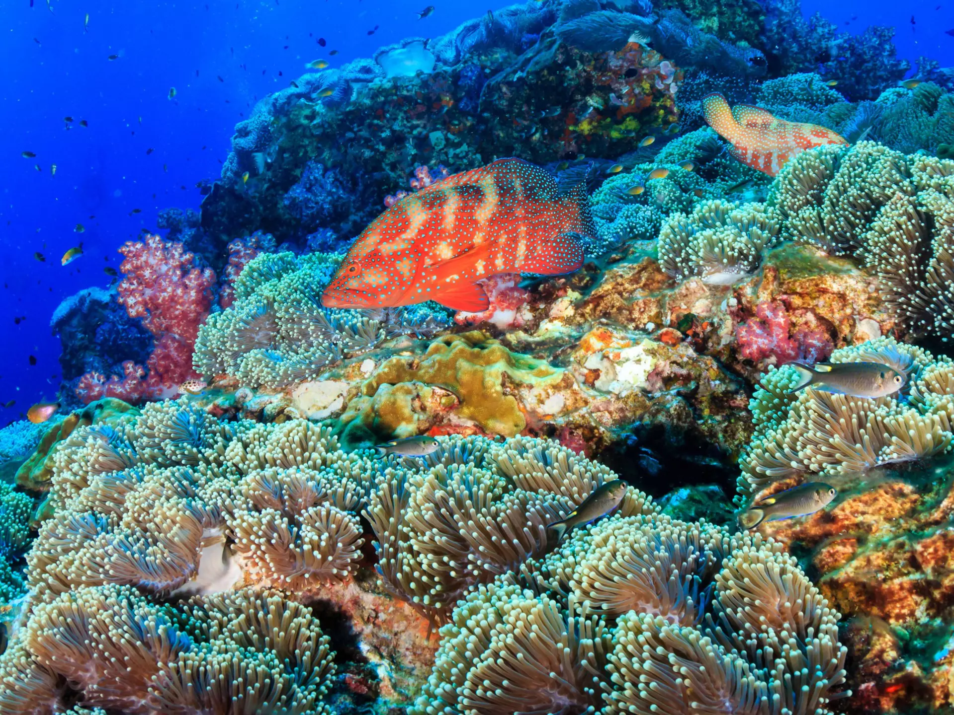 Colourful coral grouper on a healthy, vibrant tropical coral reef at Richelieu Rock, Similan Islands.
1039833844
animal, aquarium, aquatic, australia, background, blue, caribbean, cod, colorful, coral, coral grouper, coral reef, creature, deep, dive, exotic, fish, fishing, grouper, indian, island, life, marble, marbled, marine, nature, ocean, pacific, red, reef, richelieu, rock, school, scuba, scuba diving, sea, seascape, similan, snorkeling, swimming, thailand, travel, tropical, tropical fish, undersea, underwater, water, wildlife