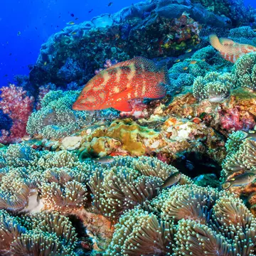 Colourful coral grouper on a healthy, vibrant tropical coral reef at Richelieu Rock, Similan Islands.
1039833844
animal, aquarium, aquatic, australia, background, blue, caribbean, cod, colorful, coral, coral grouper, coral reef, creature, deep, dive, exotic, fish, fishing, grouper, indian, island, life, marble, marbled, marine, nature, ocean, pacific, red, reef, richelieu, rock, school, scuba, scuba diving, sea, seascape, similan, snorkeling, swimming, thailand, travel, tropical, tropical fish, undersea, underwater, water, wildlife