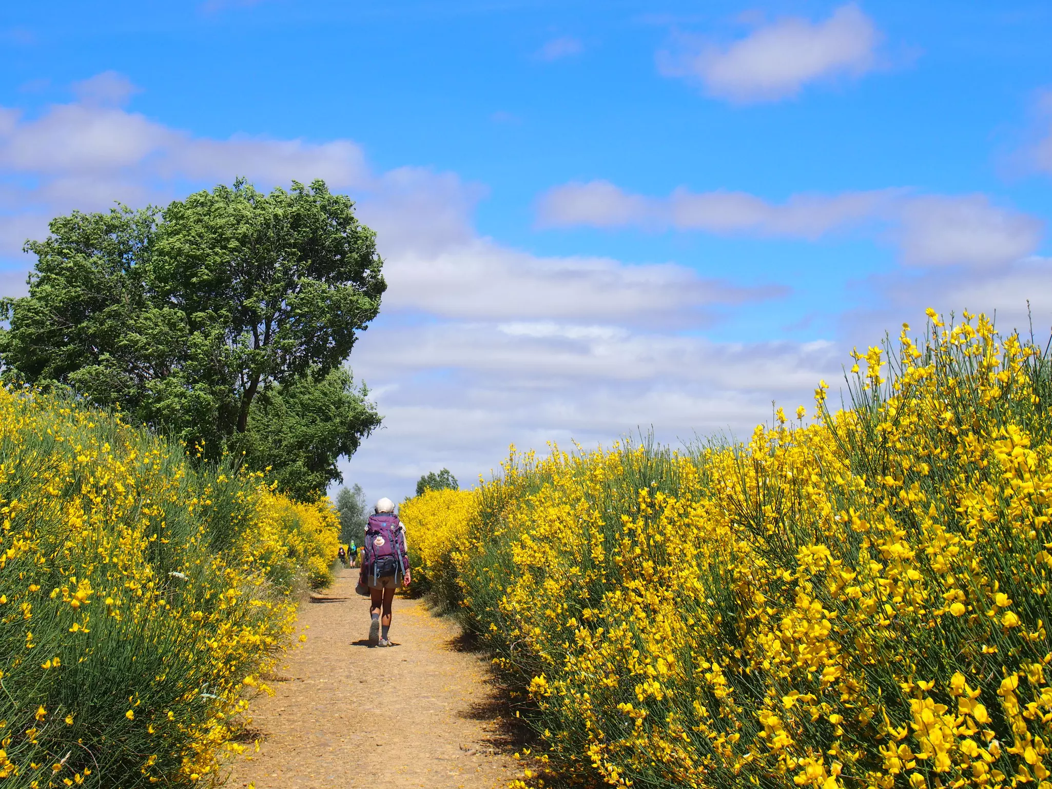 Pilgrim walking through beautiful yellow flowers on the road to Santiago de Compostela, Camino de Santiago, Way of St. James, Carrion de los Condes to Terradillos de los Templarios, French way, Spain