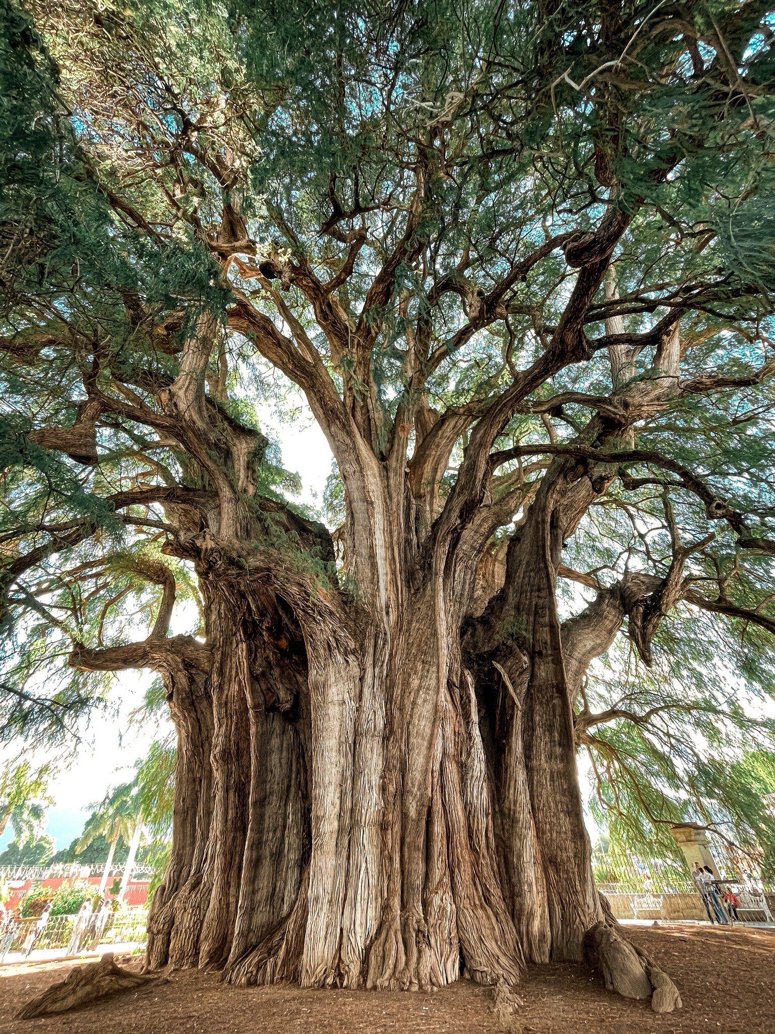 View of El Árbol del Tule, a famous tree in Oaxaca, Mexico.