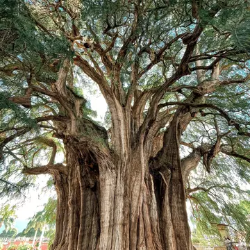 View of El Árbol del Tule, a famous tree in Oaxaca, Mexico.