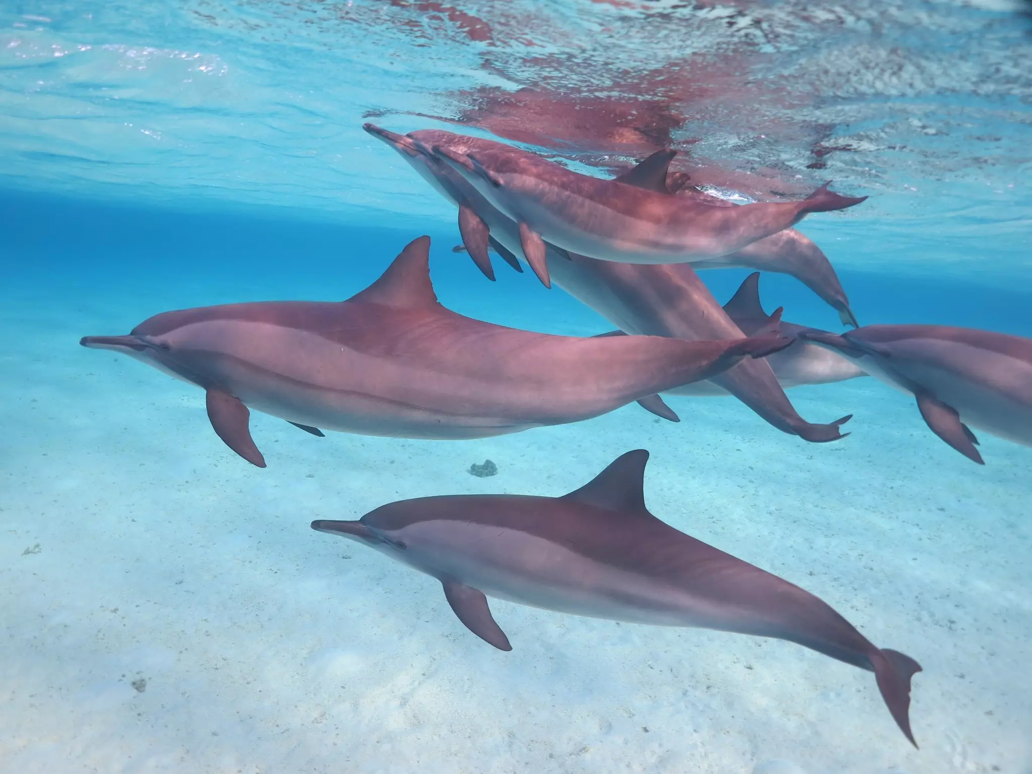 Dolphins off the coast of Marsa Alam, Red Sea, Egypt.
