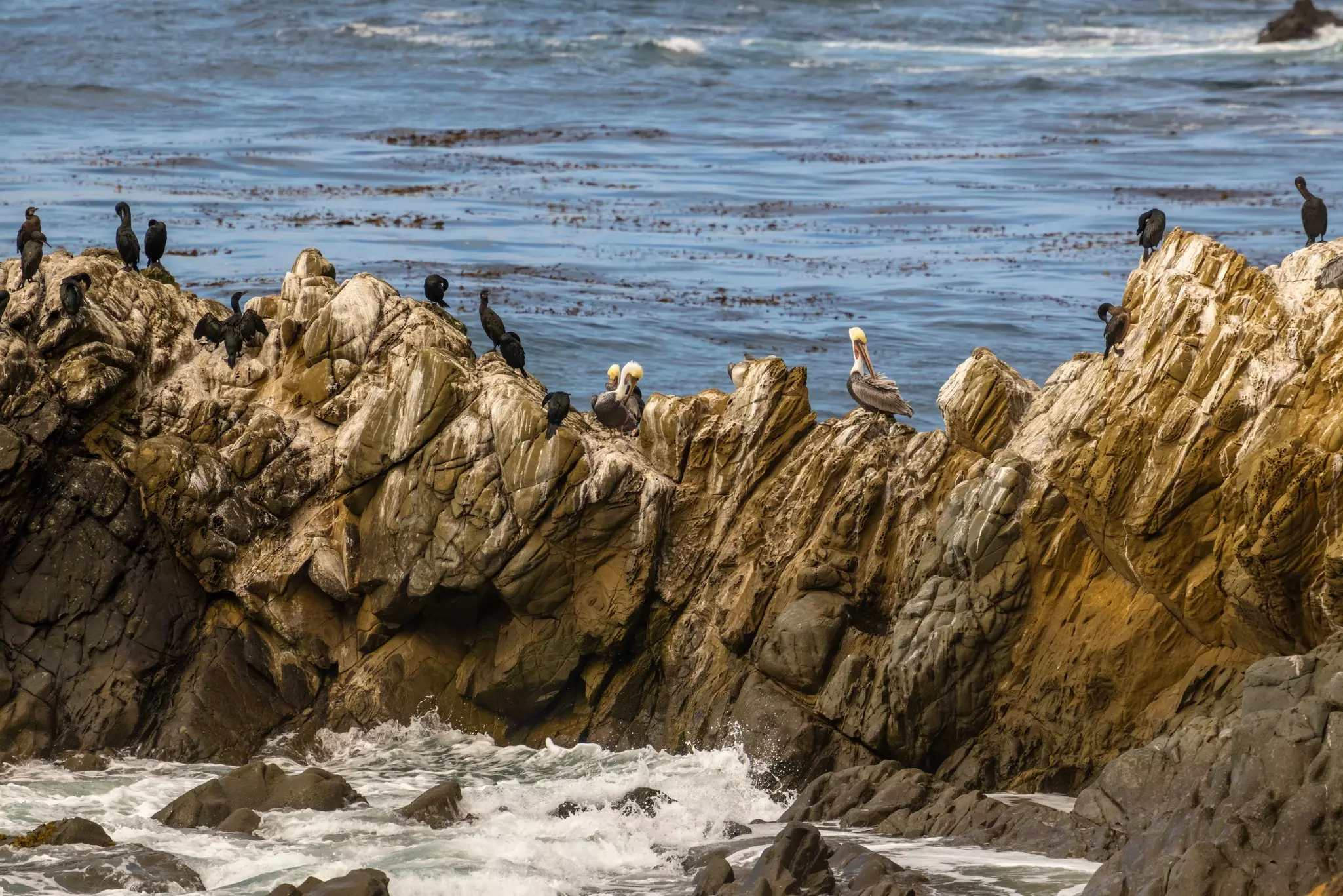 Pelicans and cormorants on an outcrop in Channel Islands National Park, California, USA.