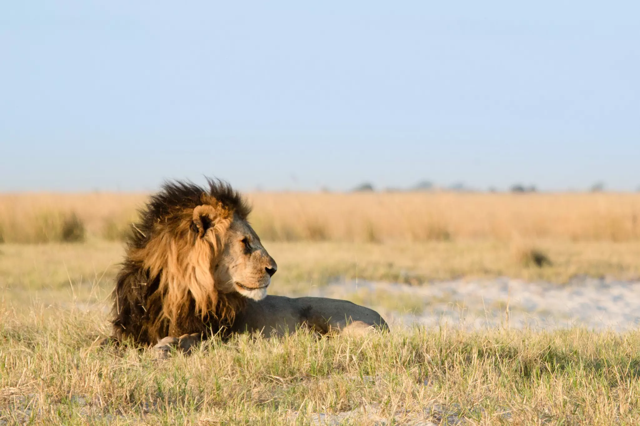 A male lion, with a mane that turns from gold to black as it meets his body, lies down in grassland.