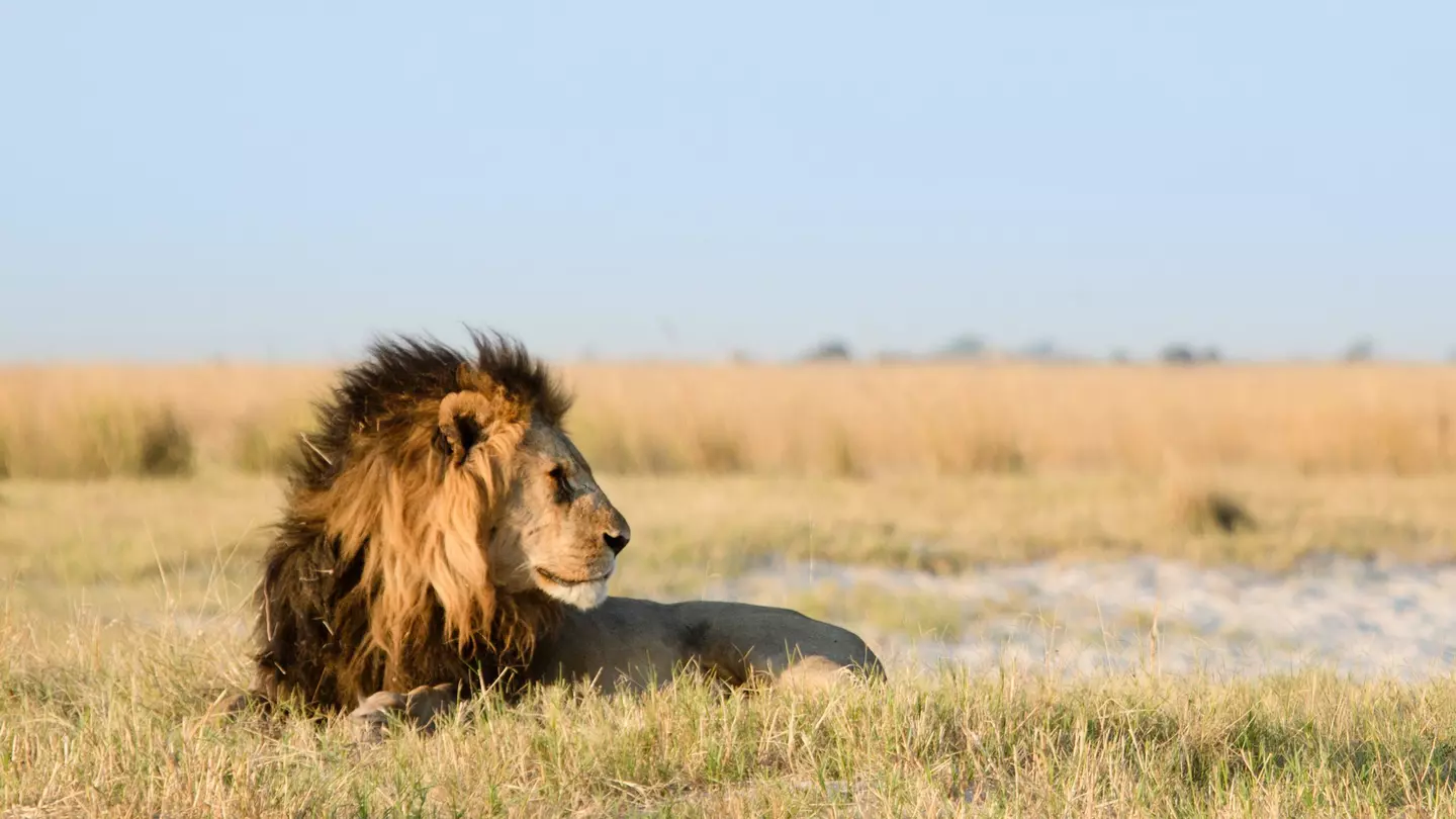 A male lion, with a mane that turns from gold to black as it meets his body, lies down in grassland.