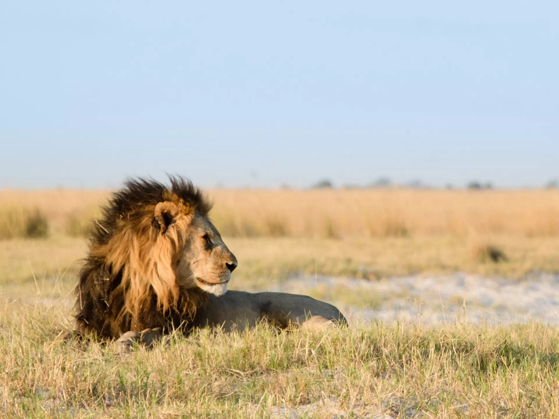 A male lion, with a mane that turns from gold to black as it meets his body, lies down in grassland.