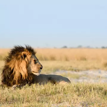 A male lion, with a mane that turns from gold to black as it meets his body, lies down in grassland.