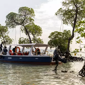 A small passenger boat is moored by mangroves growing off a tropical island.