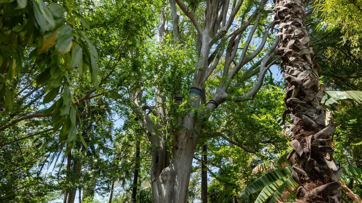 Greenhouses, ponds, fountains, sculptures, and architectural elements enhance its beauty and tranquility.