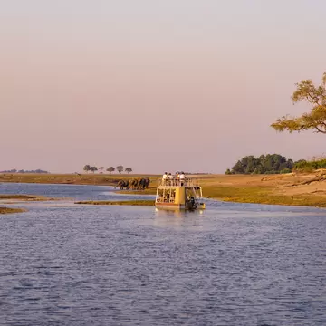 Safari boat on the Chobe River at sunset near elephants drinking at the bank, with a lone tree on the shore, Botswana