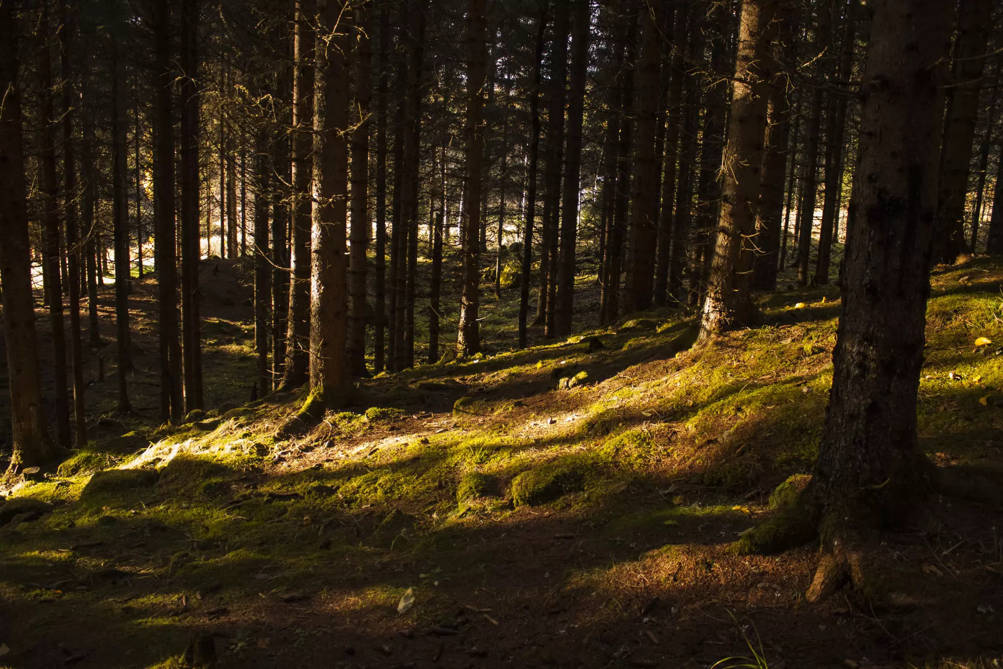 500px Photo ID: 105661113 - The forests of Nordmarka in Norway.