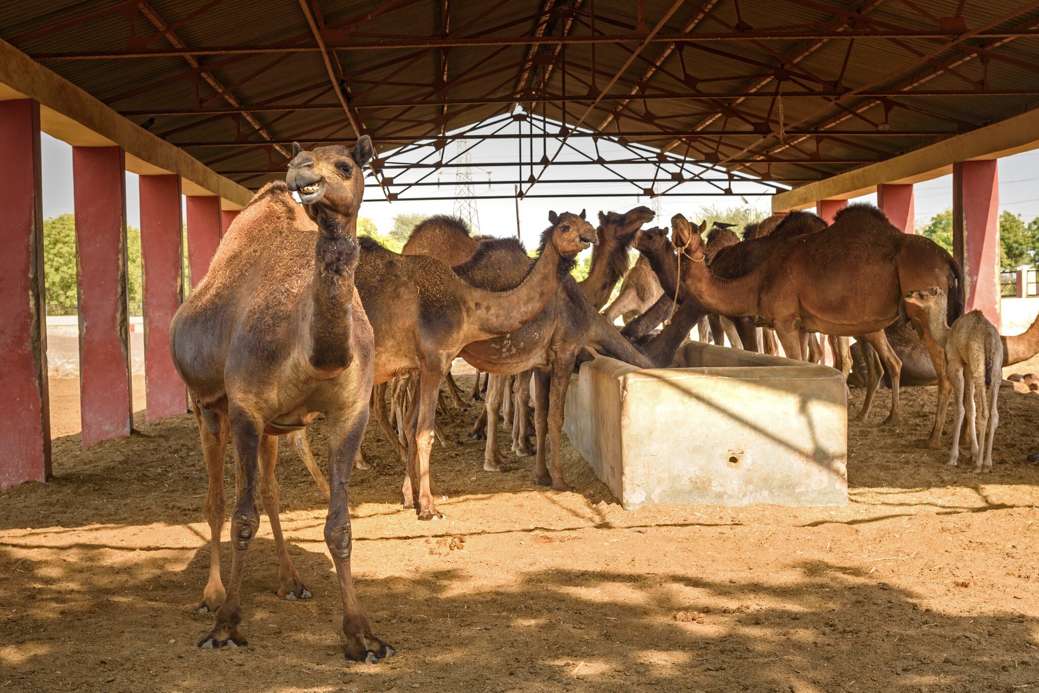 Camels in National Research Centre on Camel. Bikaner. Rajasthan. India.