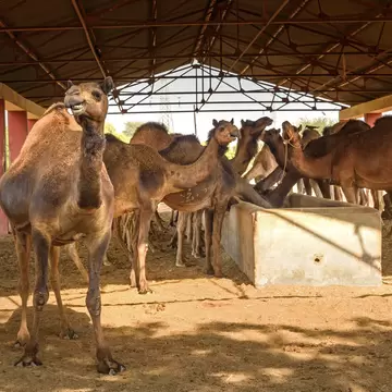 Camels in National Research Centre on Camel. Bikaner. Rajasthan. India.