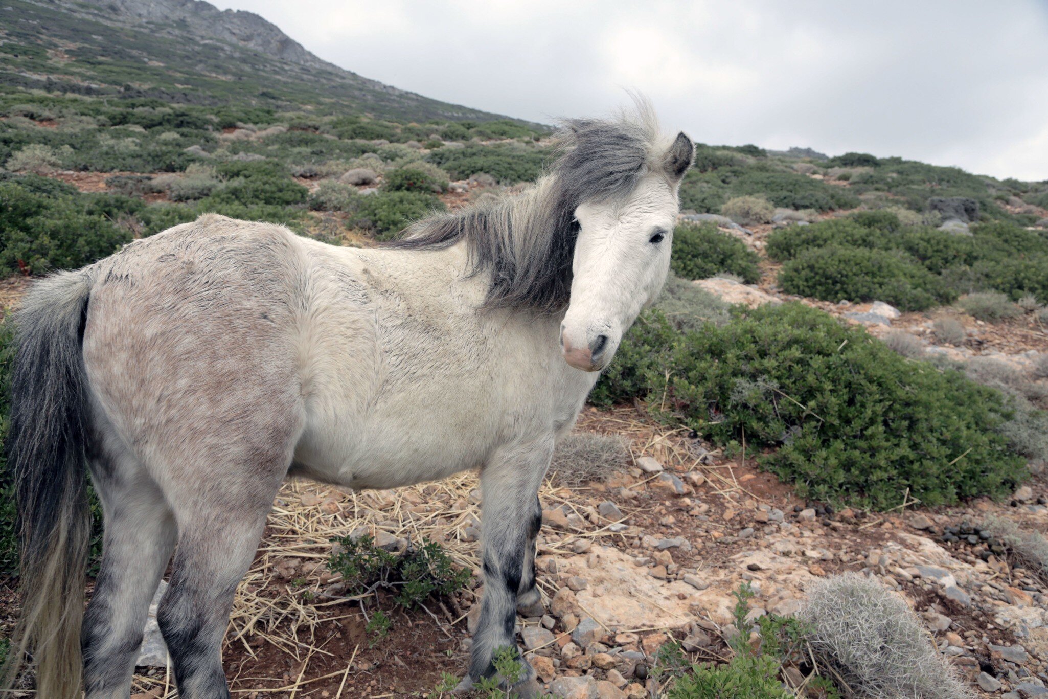DJ07A4 Greece, Skyros island, little horses