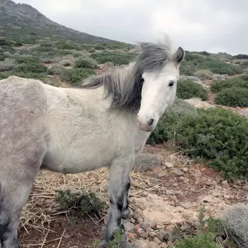 DJ07A4 Greece, Skyros island, little horses