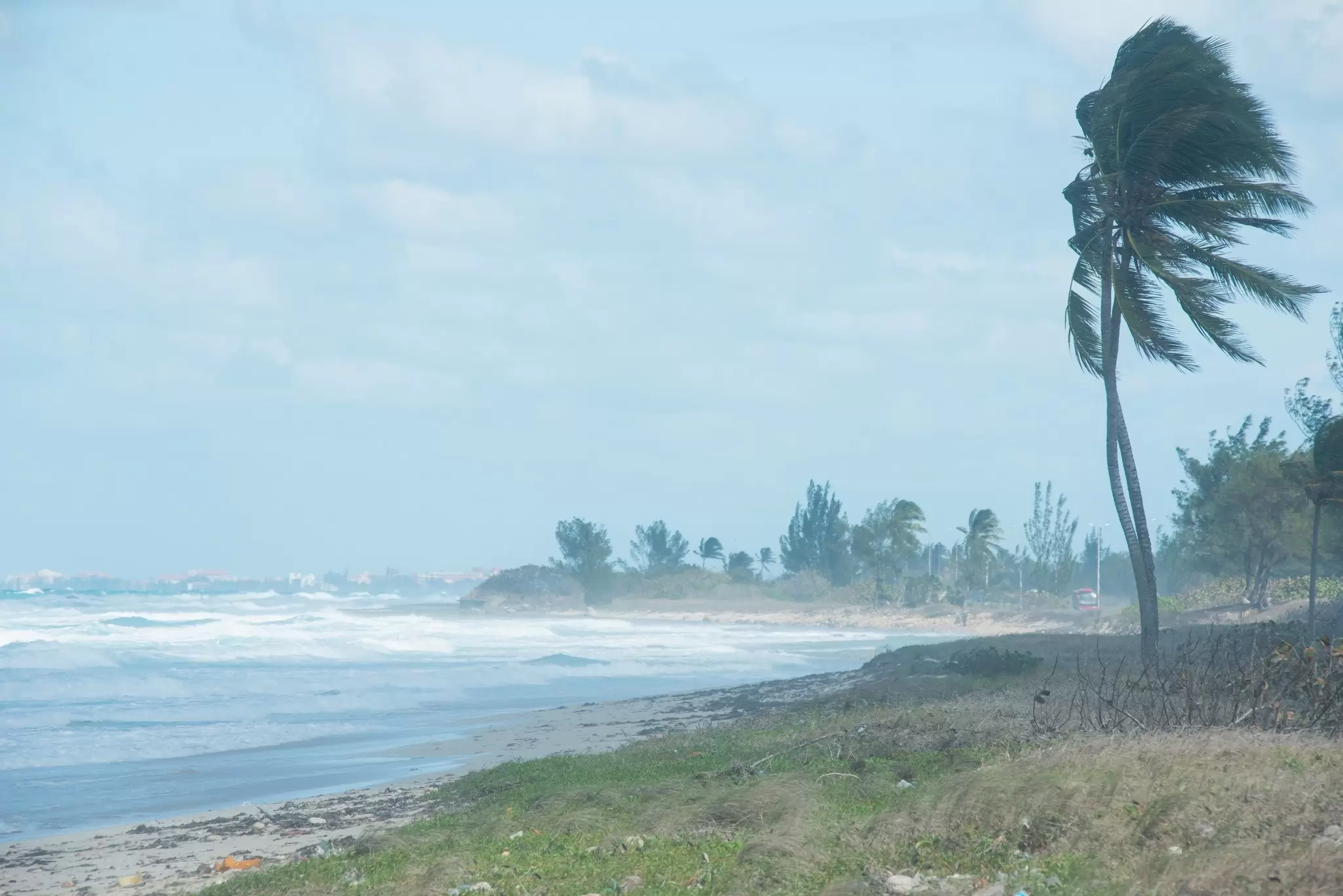 A palm tree is whipped by heavy winds on a beach during a storm