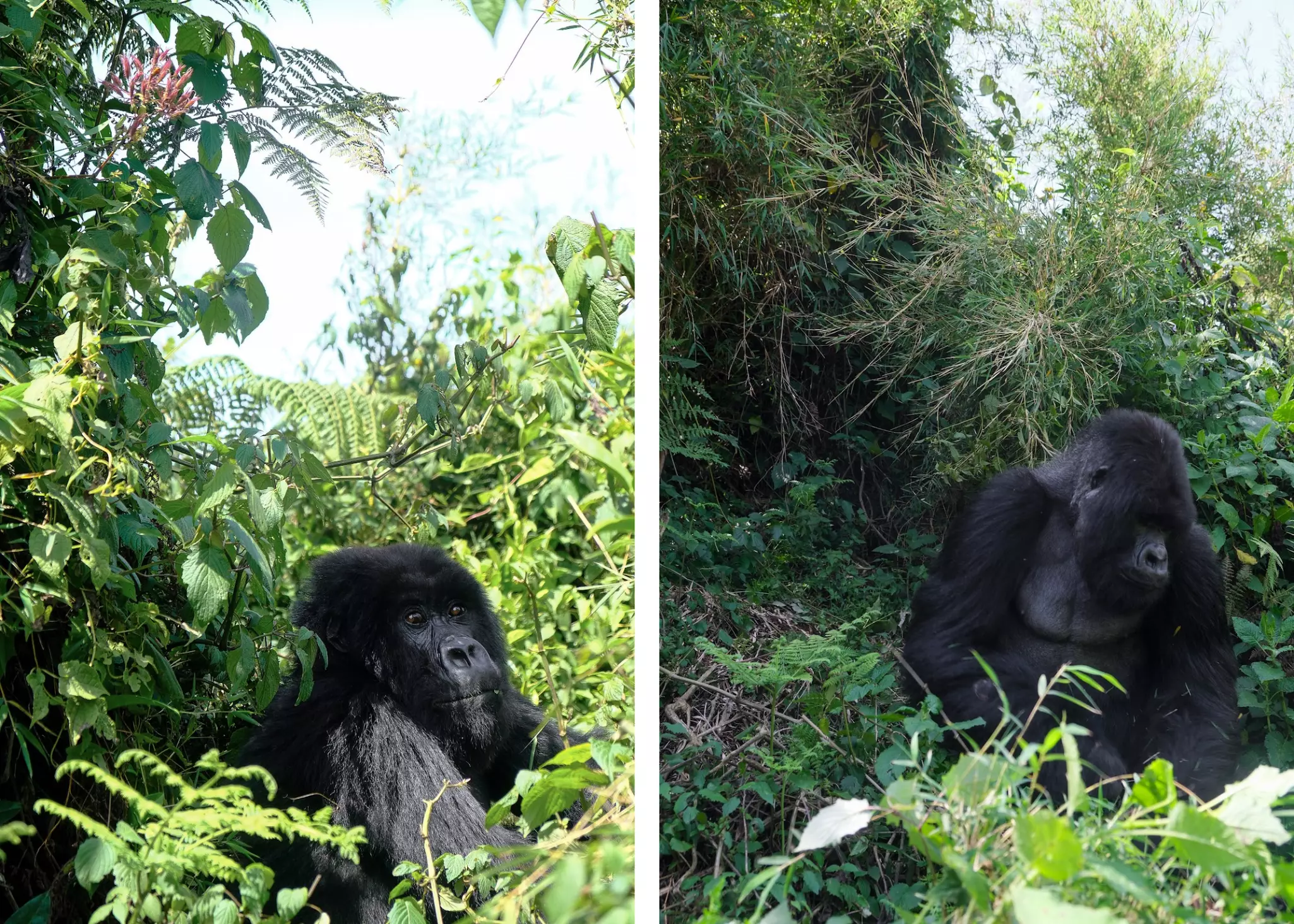 Gorillas in the mountains. 