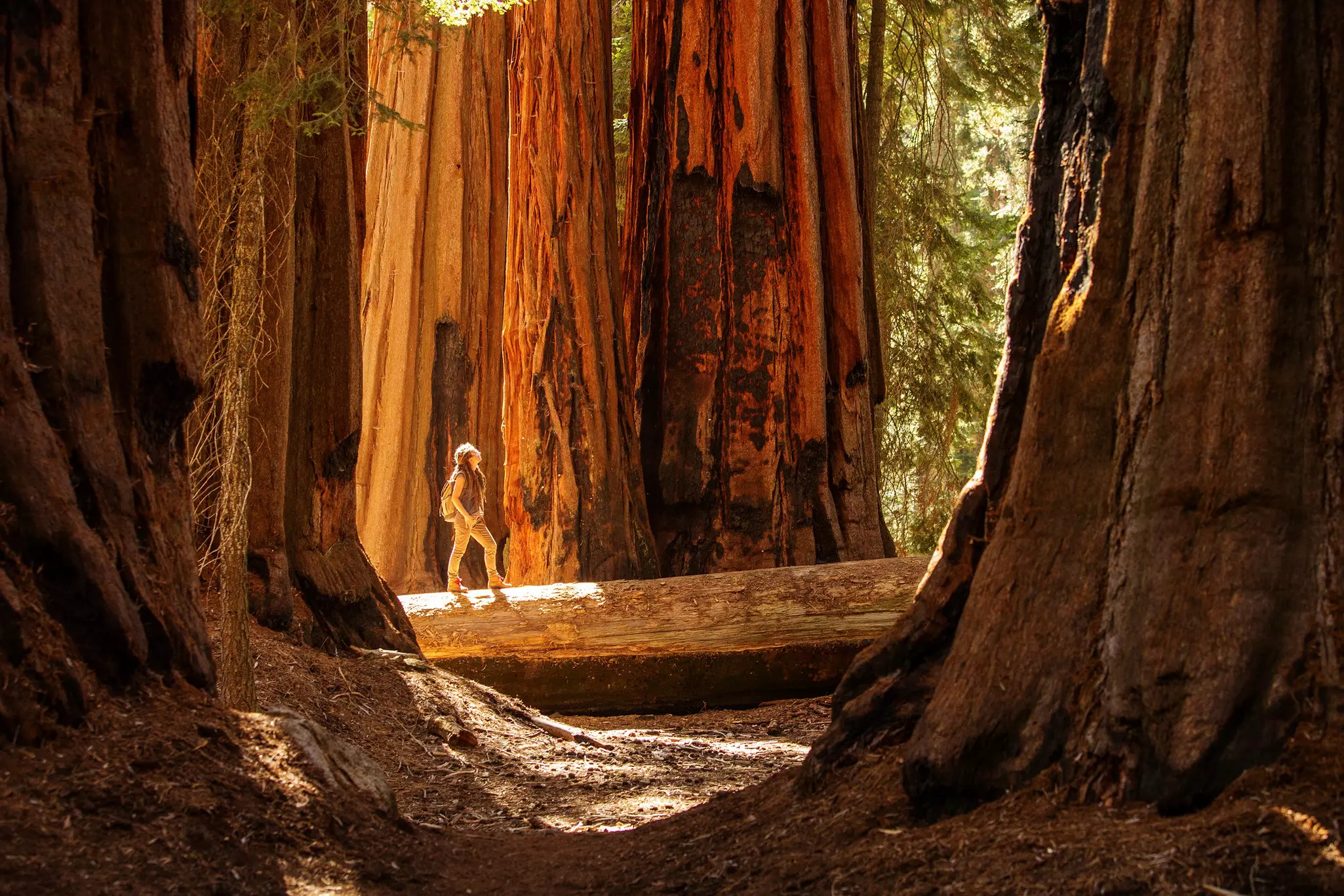 A single hiker stands on a huge log surrounded by giant trees.