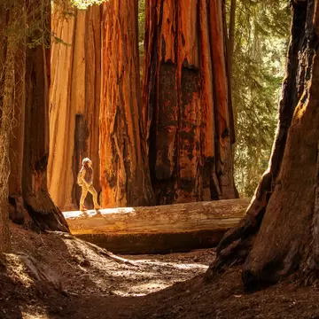 Hiker in Mariposa Grove, Yosemite National Park, California.