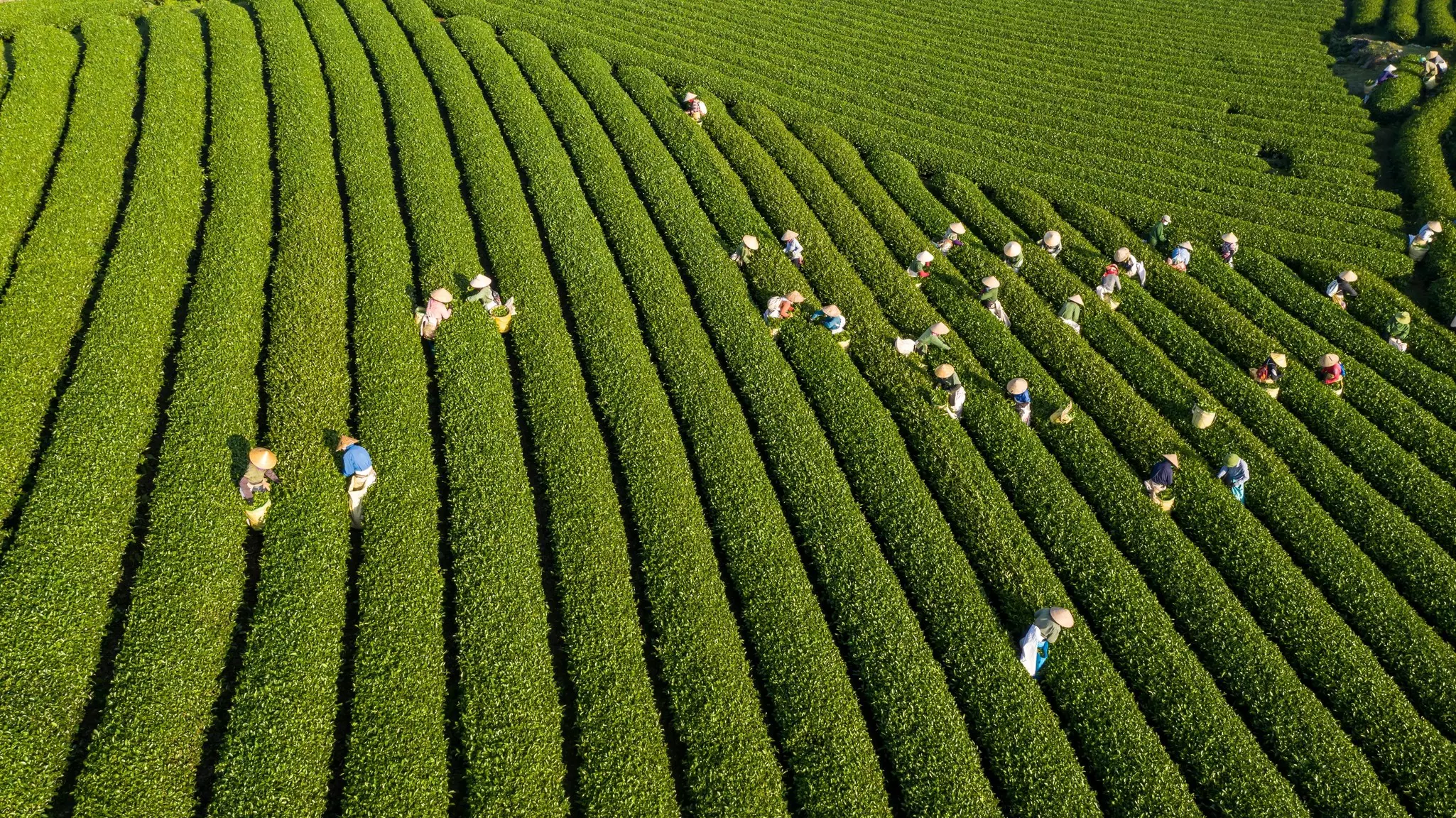 Rows of green tea plants
