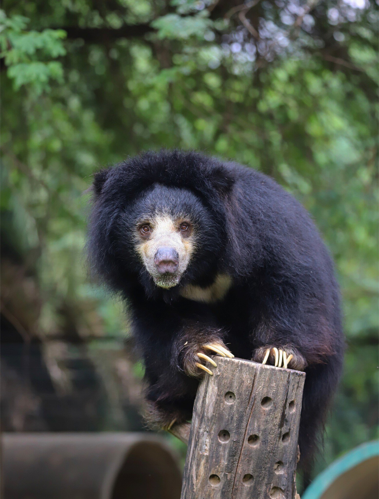 Portrait of a sloth bear perched at the Agra Bear Rescue Facility in Agra, India.